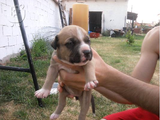 PoulaTo: american pitbull terrie